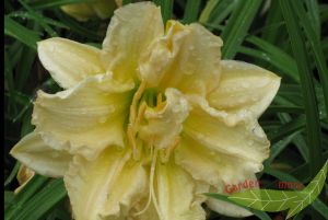 vanille-creme gefllte Taglilie Vanilla Cupcake Hemerocallis fterblh. 18cmTopf